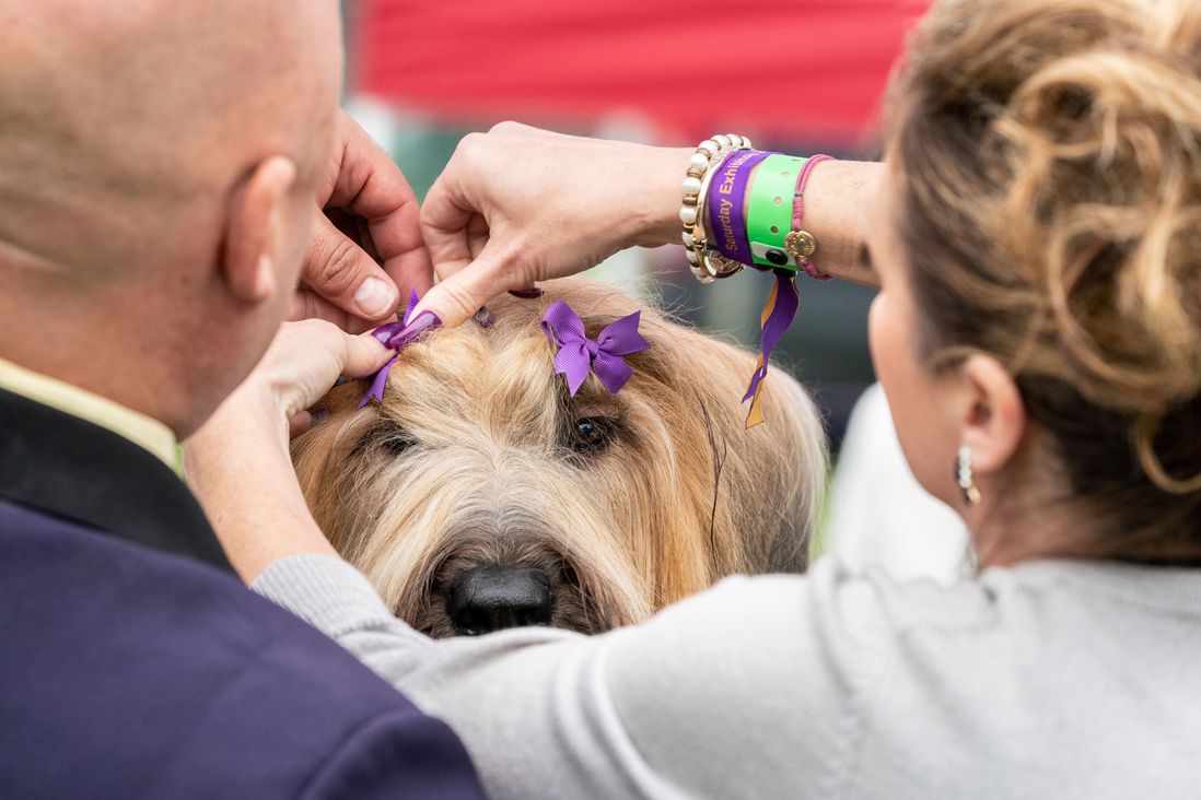 A woman puts purple barrettes in the briard's fur, so it doesn't shield her eyes